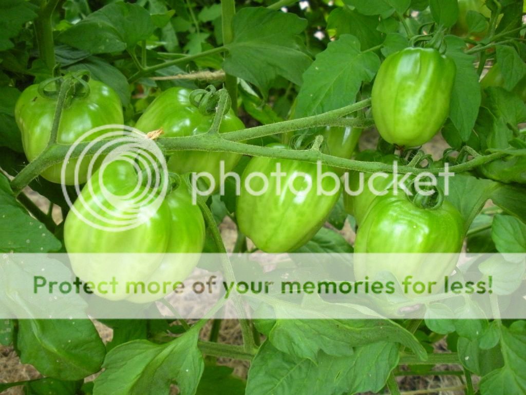  photo Garden8-6-13028.jpg